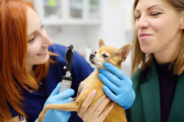 Врач Ветеринар Проверяет Зрение Маленькой Собаки Породы Чихуахуа Ветеринарной Клинике Стоковое Фото