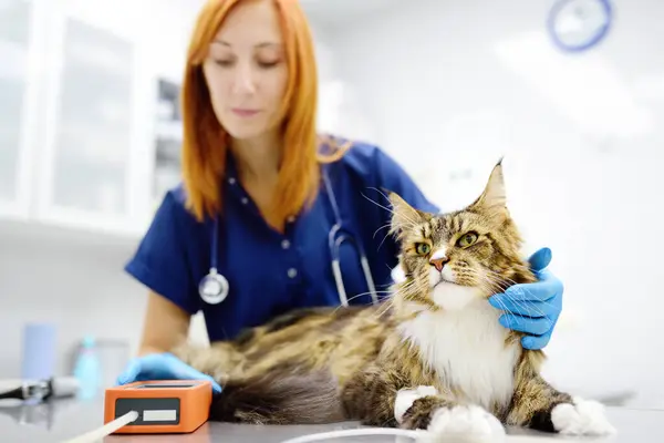 トマトの血圧を測定する 獣医師が獣医クリニックでメイン クーン猫を診察 ペットの健康 獣医事務所での検査とワクチン接種 ストック画像