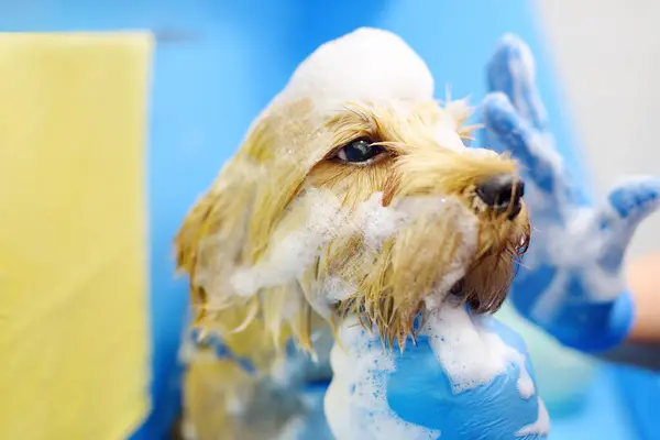 Hondenverzorgingssalon Vakkundige Vrouwelijke Groomer Wassen Leuke Terriër Hond Met Behulp Stockafbeelding