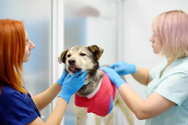 Veterinærer Undersøker Stor Hund Veterinærklinikken Vet Leger Påførte Medisinsk Bandasje stockbilde