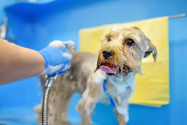 Hondenverzorgingssalon Vakkundige Vrouwelijke Groomer Wassen Leuke Terriër Hond Met Behulp Rechtenvrije Stockafbeeldingen