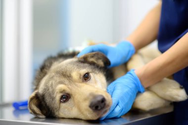 Veteriner veteriner veteriner kliniğinde büyük bir köpeği muayene ediyor. Veteriner, yaralanma veya ameliyat sonrası evcil hayvan için tıbbi bandaj uyguladı. Hayvanlar için anestezi ve ağrı kesici