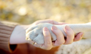 Bir av köpeği itaat eğitimi sırasında sahibine patisini verir. Köpek bölgesi. Köpeği gezdiriyorum. Hayvan bakıcısı. Evcil hayvanlarla insanlar arasındaki güven ve arkadaşlık kavramı. Pankart