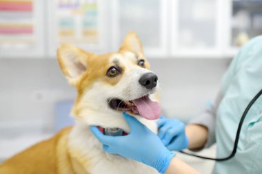 Veteriner veteriner veteriner kliniğinde Corgi cinsinin köpeğini muayene ediyor. Veteriner doktor steteskop kullanarak nefes almadan önce evcil hayvanla temas kurar ve ona güvenir. Hayvanlara sağlık kontrolü ve aşı
