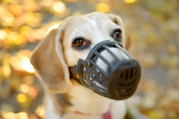 Fullblod Beagle Hund Promenader Sele Och Munkorg Ett Koppel Med Stockfoto