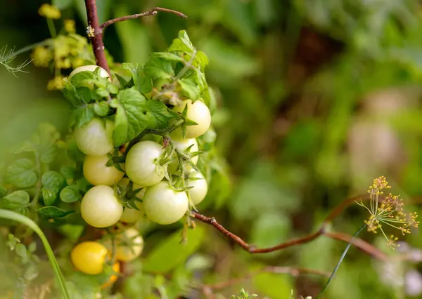 Gula Tomater Växer Sängen Färska Ekologiska Mognande Grönsaker Jordbruksföretaget Närbild Royaltyfria Stockfoton