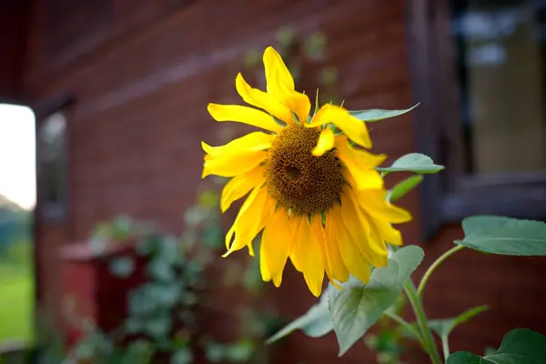 Große Sonnenblume Wächst Auf Dem Hinterhof Des Dorfhauses Schöne Blume Stockbild