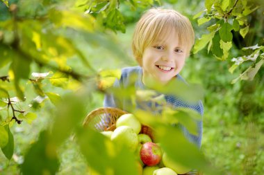 Meyve bahçesinde elma toplayan küçük bir çocuk. Hasat dolu saman sepetini tutan çocuk. Sonbaharda evcil bahçede hasat. Satılık meyveler. Küçük yerel işletme.