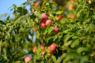 Meyve bahçesindeki ağaçta bir sürü olgun kırmızı elma var. Yaz ya da sonbahar günlerinde evcil bahçede elma hasat etmek. Satılık meyveler. Küçük yerel işletme.