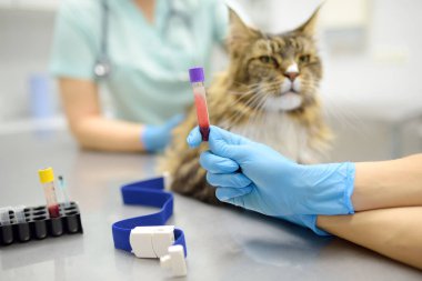 Two professional veterinarians take a blood test from a Maine Coon cat at a veterinary clinic. A laboratory technician holds a test tube with tomcat's blood in his hands. Work of the veterinary lab clipart