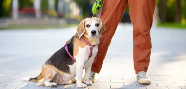 stock image Young woman walking with old Beagle dog in the summer park. Obedient pet with his owner. Dog walking. Dog sitter