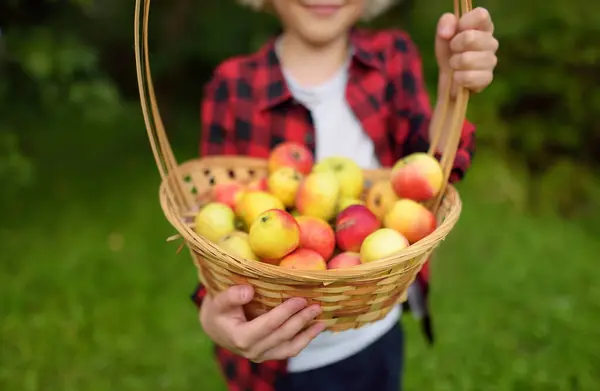 Lille Dreng Plukker Æbler Frugtplantagen Barn Holder Halm Kurv Med Royaltyfrie stock-billeder