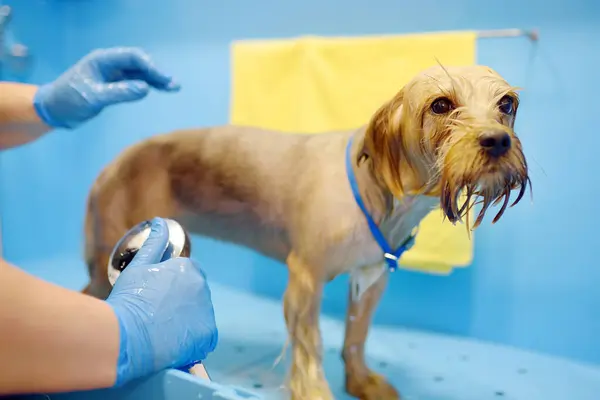 Salon Îngrijire Câinilor Femei Pricepute Groomer Spălare Drăguț Câine Terrier Fotografie de stoc