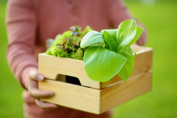 Homem Agricultor Segurando Caixa Com Colheita Salada Orgânica Fresca Caseira Imagem De Stock