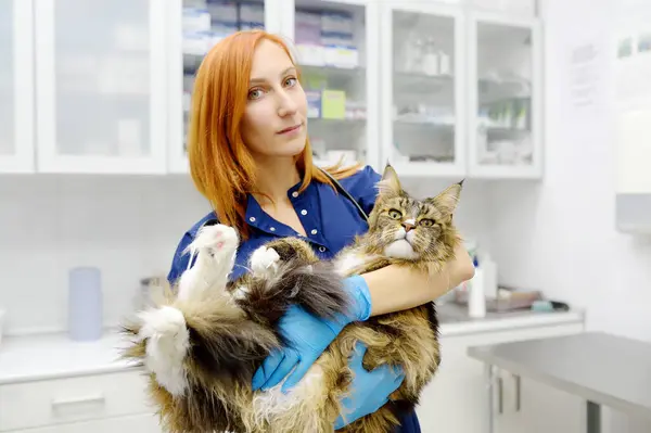 Profesionální Veterinární Lékař Vyšetřující Maine Mýval Kočka Veterinární Klinice Zvířecí Stock Snímky