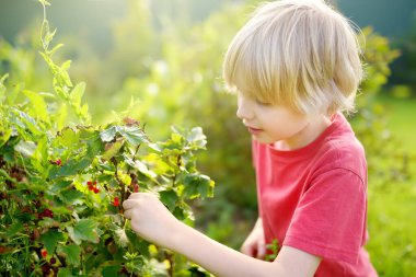 Güneşli bir yaz gününde bir çocuk bahçede frenk üzümü topluyor. Çocuk esniyor ve olgun meyveleri topluyor..