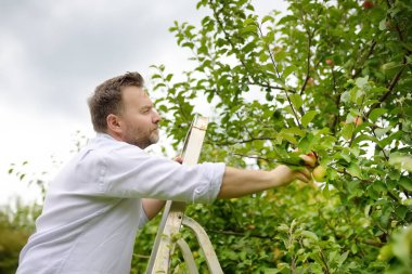 Meyve bahçesinde elma toplayan olgun bir çiftçi. İnsan ağacın yakınındaki bir merdivende durur ve bir elmaya uzanır. Sonbaharda evcil bahçede meyve hasadı. Küçük yerel işletme.
