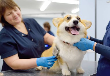 İki kadın tımarcı, özel tarak ve aletler kullanarak şirin bir Corgi köpeğinin kürküne bakar. Veteriner kliniğinden randevu. Profesyonel hayvan bakımı. Köpek bakımı hizmeti.