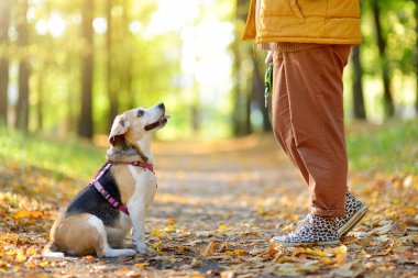 Genç bir kadın yaşlı Beagle köpeğiyle yaz parkında yürüyor. Sahibi itaat eğitimi sırasında hayvana ödül veriyor. Köpek parkı. Köpek gezdirme. Hayvan bakıcısı..