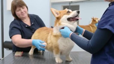İki tımarcı, özel tarak ve aletlerle şirin bir Corgi köpeğinin kürküne bakar. Veteriner kliniğinden randevu. Profesyonel hayvan bakımı. Köpek bakımı salonu.