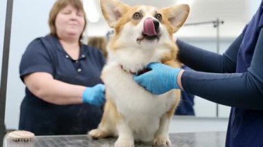 İki tımarcı, özel tarak ve aletlerle şirin bir Corgi köpeğinin kürküne bakar. Veteriner kliniğinden randevu. Profesyonel hayvan bakımı. Köpek bakımı salonu.