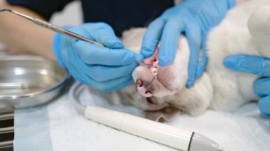 Veteriner kliniğinde tartar ve plaketten büyük köpeğin dişlerini temizlemek. Taşları çıkarma işlemi. Kadın veteriner, hayvan anestezi altında masada yatarken evcil hayvanın dişlerini metal aletlerle temizler..