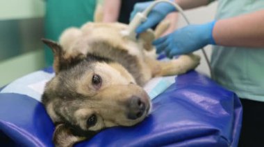 Büyük köpeğin veteriner kliniğindeki muayene sırasında ultrasonda karın boşluğu taraması yaptığı 4K 'lık yakın çekim videosu. Hayvan sağlığı. Dikkat et hayvan. Hayvan kontrolü, testler ve aşılama..