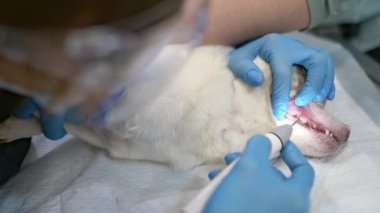 Veteriner kliniğinde tartar ve plaketten küçük köpek dişlerini temizlemek. Taşları çıkarma işlemi. Kadın veteriner hayvan anestezi altında masada yatarken evcil hayvanın dişlerini ultrasonla temizler..