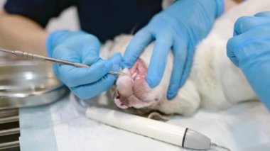 Veteriner kliniğinde tartar ve plaketten küçük köpek dişlerini temizlemek. Taşları çıkarma işlemi. Kadın veteriner hayvan anestezi altında masada yatarken evcil hayvanın dişlerini ultrasonla temizler..