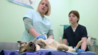 Büyük köpeğin veteriner kliniğindeki muayene sırasında ultrasonda karın boşluğu taraması yaptığı 4K 'lık yakın çekim videosu. Hayvan sağlığı. Dikkat et hayvan. Hayvan kontrolü, testler ve aşılama..