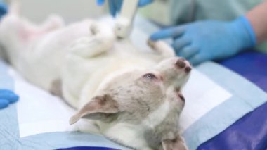 Veteriner kliniğindeki muayene sırasında küçük köpeğin ultrasonda karın boşluğu taraması yaptığı 4K 'lık yakın çekim videosu. Hayvan sağlığı. Dikkat et hayvan. Hayvan kontrolü, testler ve aşılama..