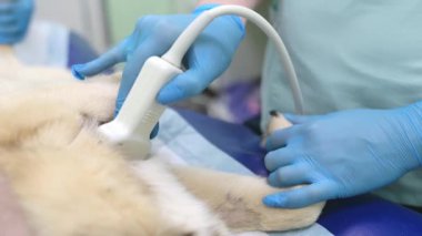 Veteriner kliniğindeki muayene sırasında küçük köpeğin ultrasonda karın boşluğu taraması yaptığı 4K 'lık yakın çekim videosu. Hayvan sağlığı. Dikkat et hayvan. Hayvan kontrolü, testler ve aşılama..