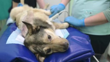 Veteriner kliniğindeki muayene sırasında karın boşluğu ultrasonu çektiren büyük köpeğin 4K videosu. Hayvan sağlığı. Dikkat et hayvan. Hayvan kontrolü, testler ve aşılama..