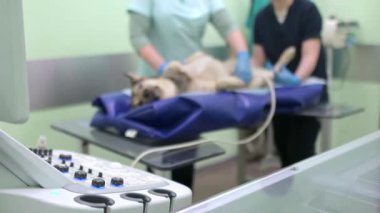 Büyük köpeğin veteriner kliniğindeki muayene sırasında ultrasonda karın boşluğu taraması yaptığı 4K 'lık yakın çekim videosu. Hayvan sağlığı. Dikkat et hayvan. Hayvan kontrolü, testler ve aşılama..