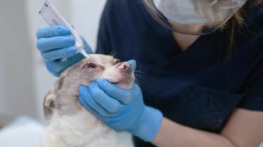 Veteriner doktor bir veteriner kliniğinde Chihuahua cinsinden küçük bir köpeğin görüşünü kontrol ediyor. Veteriner ya da evcil hayvanın gözlerine merhem sür. Hayvan sağlığı.