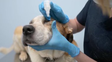 Veteriner doktor veteriner kliniğindeki büyük bir köpeğin görüşünü kontrol ediyor. Veteriner ya da evcil hayvanın gözlerine merhem sür. Hayvan sağlığı.