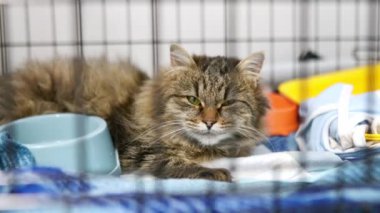 Yaşlı bir kedi veteriner kliniğinde ya da hayvan barınağında büyük bir kafeste. Evcil hayvanlar için oteller. Evcil hayvanlara fazla maruz kalma. Koruma, tedavi, aşı, evsiz veya kayıp hayvanların evlat edinilmesi.