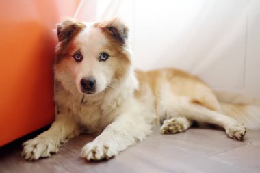 Büyük, tüylü, melez bir köpek, buzdolabının yanında, parlak, modern bir mutfakta, beslenmeyi bekliyor.