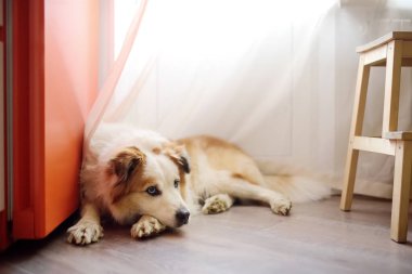 Büyük, tüylü, melez bir köpek, buzdolabının yanında, parlak, modern bir mutfakta, beslenmeyi bekliyor.