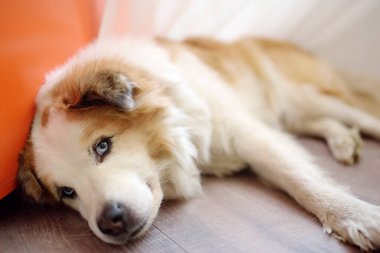 Büyük, tüylü, melez bir köpek, buzdolabının yanında, parlak, modern bir mutfakta, beslenmeyi bekliyor.