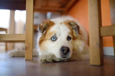 Büyük, tüylü, melez bir köpek, parlak, modern bir mutfakta masanın altında, beslenmeyi bekliyor.
