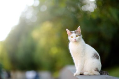 Budva 'nın eski kenti Karadağ sokaklarındaki vahşi kedi. Evsiz hayvanlar.