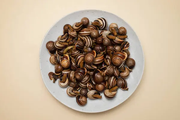 Stock image boiled snails with herbs in the gray plate on yellow background