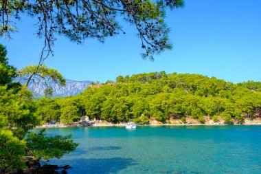 Tropikal deniz manzarası ve turkuaz berrak deniz ve çam ağacı ormanıyla kumlu sahil.