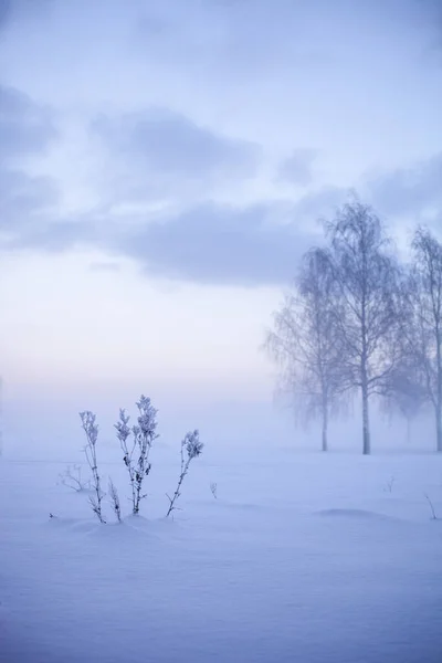 Hermosa Puesta Sol Nebulosa Invierno País Las Maravillas Finlandia —  Fotos de Stock
