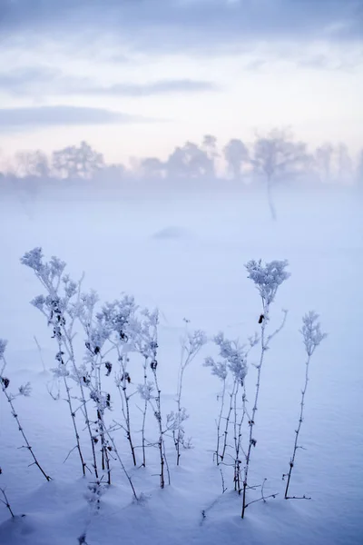 冬の不思議の国の美しい霧の夕日フィンランド ストックフォト