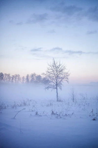 芬兰冬季仙境中美丽的雾蒙蒙的落日 图库图片