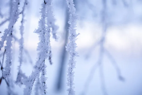 Krásný Mlhavý Západ Slunce Zimní Říši Divů Finsko Stock Obrázky