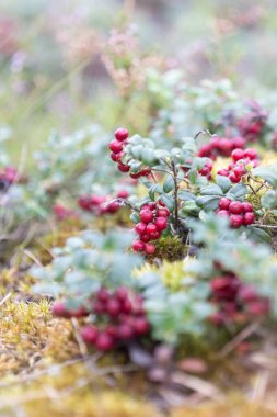 Yaban mersinleri vahşi doğada