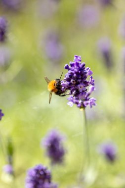 Mor lavanta, güneşli bir günde yaz sonlarında çiçek açıyor.